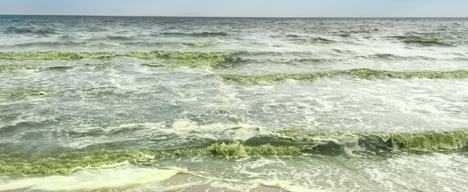 How to Grow Phytoplankton