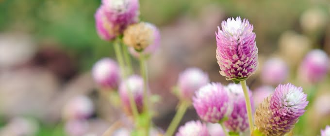 Ancient Beauty Secret: How to Use Amaranth Oil