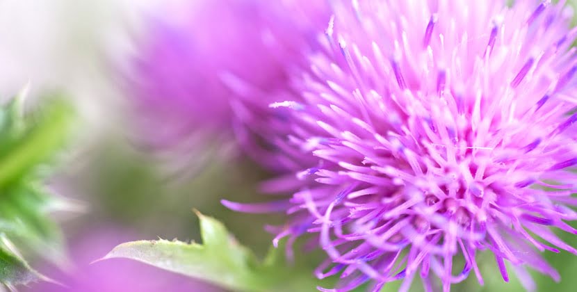 Antioxidants Compared: Silymarin vs. Vitamin E